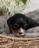 Full AKC Sammie, a male Cavalier King Charles Spaniel for sale in Greensburg, KY – Photo 8 of 9