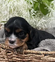 Full AKC Sammie, a male Cavalier King Charles Spaniel for sale in Greensburg, KY – Photo 4 of 9