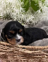 Full AKC Sammie, a male Cavalier King Charles Spaniel for sale in Greensburg, KY – Photo 9 of 9