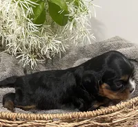 Full AKC Sammie, a male Cavalier King Charles Spaniel for sale in Greensburg, KY – Photo 3 of 9