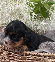 Full AKC Sammie, a male Cavalier King Charles Spaniel for sale in Greensburg, KY – Photo 5 of 9