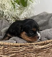 Full AKC Sammie, a male Cavalier King Charles Spaniel for sale in Greensburg, KY – Photo 6 of 9