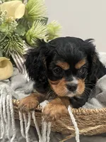 AKC Sammie, a male Cavalier King Charles Spaniel for sale in Greensburg, KY – 2 of 6
