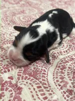 AKC Sarah, a female Cavalier King Charles Spaniel for sale in Greensburg, KY – Photo 4 of 8