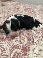 AKC Sarah, a female Cavalier King Charles Spaniel for sale in Greensburg, KY – Photo 3 of 8