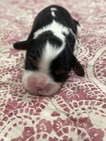 AKC Sarah, a female Cavalier King Charles Spaniel for sale in Greensburg, KY – Photo 8 of 8