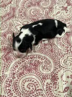 AKC Sarah, a female Cavalier King Charles Spaniel for sale in Greensburg, KY – Photo 6 of 8