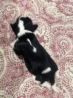 AKC Sarah, a female Cavalier King Charles Spaniel for sale in Greensburg, KY – Photo 7 of 8