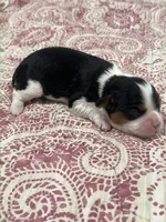 AKC Sarah, a female Cavalier King Charles Spaniel for sale in Greensburg, KY – Photo 5 of 8