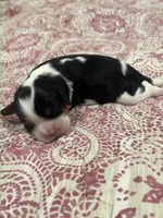 AKC Sarah, a female Cavalier King Charles Spaniel for sale in Greensburg, KY – Photo 2 of 8