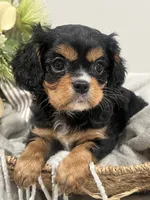 AKC Sammie, a male Cavalier King Charles Spaniel for sale in Greensburg, KY – 1 of 6