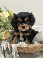 AKC Sammie, a male Cavalier King Charles Spaniel for sale in Greensburg, KY – 3 of 6