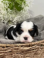 Full AKC Silas, a male Cavalier King Charles Spaniel for sale in Greensburg, KY – Photo 3 of 10