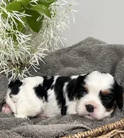 Full AKC Silas, a male Cavalier King Charles Spaniel for sale in Greensburg, KY – Photo 6 of 10