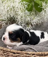 Full AKC Silas, a male Cavalier King Charles Spaniel for sale in Greensburg, KY – Photo 8 of 10