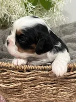 Full AKC Silas, a male Cavalier King Charles Spaniel for sale in Greensburg, KY – Photo 2 of 10