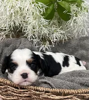Full AKC Silas, a male Cavalier King Charles Spaniel for sale in Greensburg, KY – Photo 9 of 10