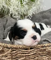 Full AKC Silas, a male Cavalier King Charles Spaniel for sale in Greensburg, KY – Photo 4 of 10