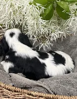 Full AKC Silas, a male Cavalier King Charles Spaniel for sale in Greensburg, KY – Photo 10 of 10