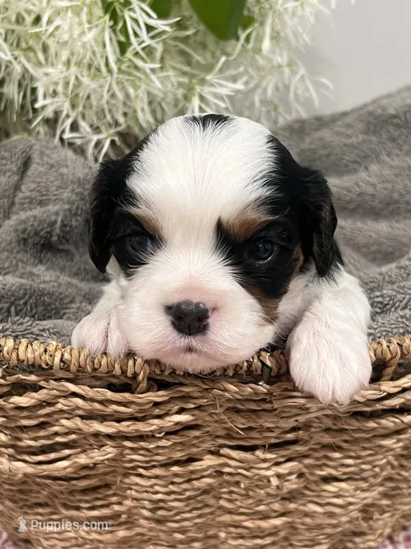 Full AKC Silas – Cavalier King Charles Spaniel puppy for sale in Greensburg, KY