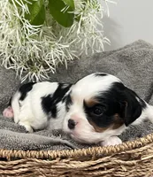 Full AKC Silas, a male Cavalier King Charles Spaniel for sale in Greensburg, KY – Photo 5 of 10