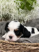 Full AKC Silas, a male Cavalier King Charles Spaniel for sale in Greensburg, KY – Photo 7 of 10