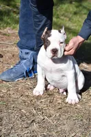Ice Man, a male American Bully for sale in Detroit, MI – Photo 1 of 3