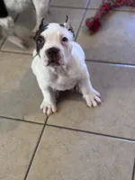 Ice Man, a male American Bully for sale in Detroit, MI – Photo 3 of 3