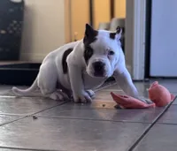 Ice Man, a male American Bully for sale in Detroit, MI – Photo 2 of 3