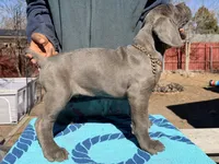 AKC - Grey - option for ICCF, a male Cane Corso for sale in Colorado Springs, CO – Photo 2 of 2