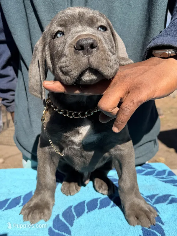 AKC - Grey - option for ICCF – Cane Corso puppy for sale in Colorado Springs, CO