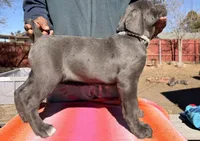 AKC Teal, a female Cane Corso for sale in Colorado Springs, CO – Photo 2 of 3