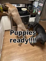 AKC Teal, a female Cane Corso for sale in Colorado Springs, CO – Photo 3 of 3