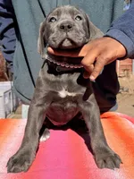 AKC Teal, a female Cane Corso for sale in Colorado Springs, CO – Photo 1 of 3