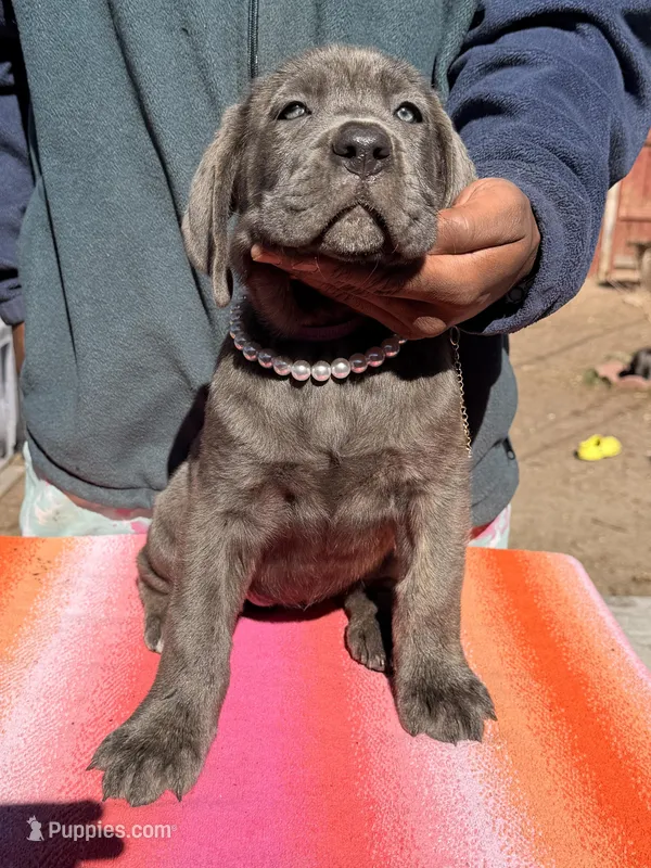 AKC PURPLE – Cane Corso puppy for sale in Colorado Springs, CO