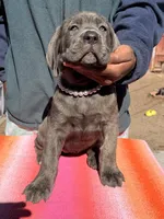 AKC PURPLE, a female Cane Corso for sale in Colorado Springs, CO – Photo 1 of 2