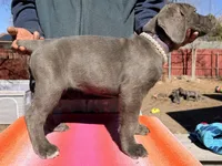 AKC PURPLE, a female Cane Corso for sale in Colorado Springs, CO – Photo 2 of 2