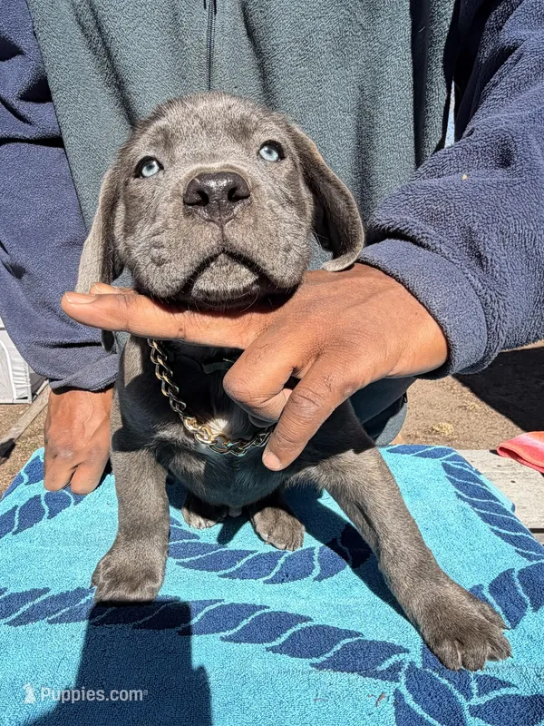 AKC Black – Cane Corso puppy for sale in Colorado Springs, CO