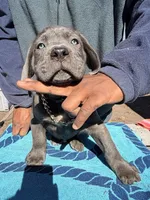 AKC Black, a male Cane Corso for sale in Colorado Springs, CO – Photo 1 of 3