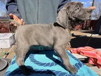 AKC Black, a male Cane Corso for sale in Colorado Springs, CO – Photo 2 of 3