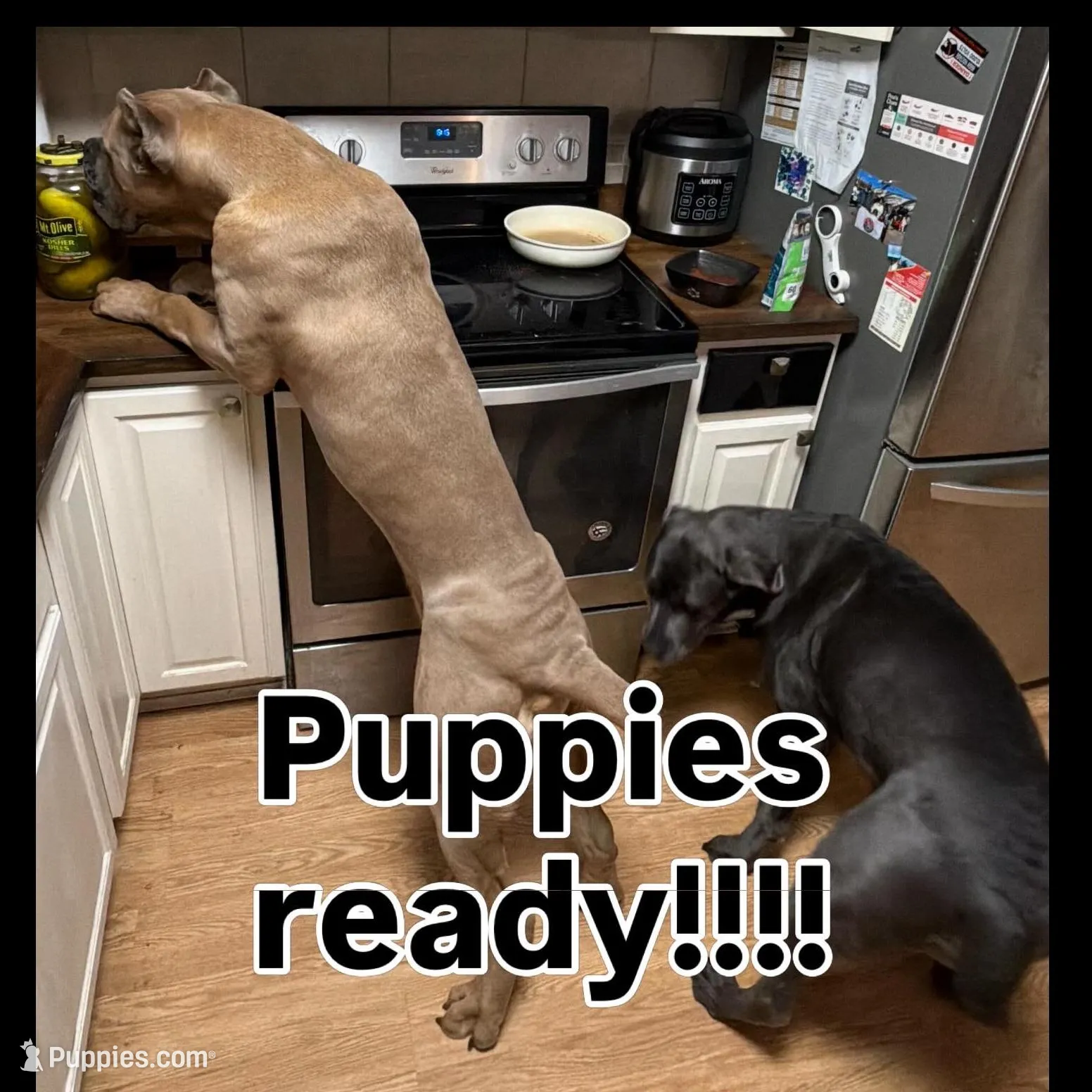 AKC Black, a male Cane Corso for sale in Colorado Springs, CO – Photo 3 of 3