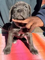 AKC Pink, a female Cane Corso for sale in Colorado Springs, CO – Photo 1 of 2