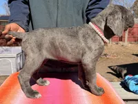AKC Pink, a female Cane Corso for sale in Colorado Springs, CO – Photo 2 of 2