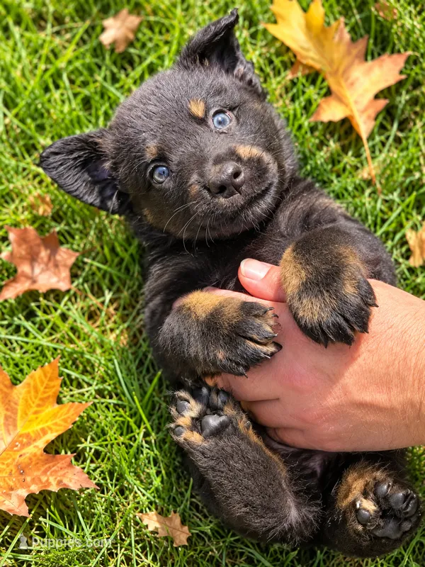 Bear – Australian Shepherd puppy for sale in Burlington, CT