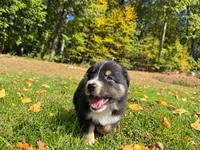 Magic, a male Australian Shepherd for sale in Burlington, CT – 5 of 10