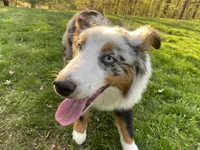 Mindy, a female Australian Shepherd for sale in Burlington, CT – Photo 1 of 10