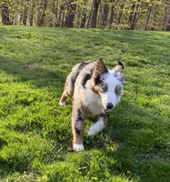 Mindy, a female Australian Shepherd for sale in Burlington, CT – Photo 5 of 10