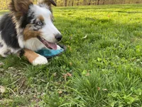Mindy, a female Australian Shepherd for sale in Burlington, CT – Photo 10 of 10