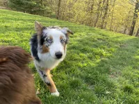 Mindy, a female Australian Shepherd for sale in Burlington, CT – Photo 9 of 10