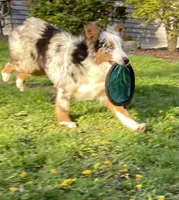 Mindy, a female Australian Shepherd for sale in Burlington, CT – Photo 6 of 10